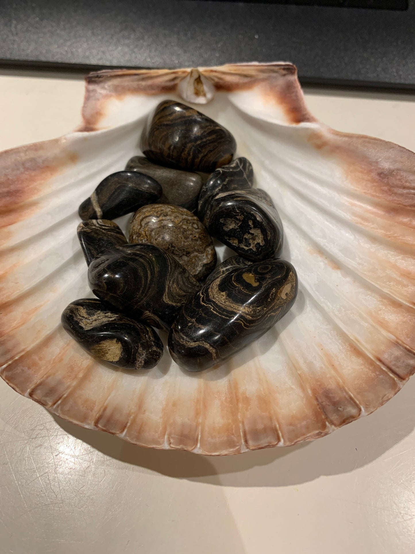 Stromatolite (Fossil)