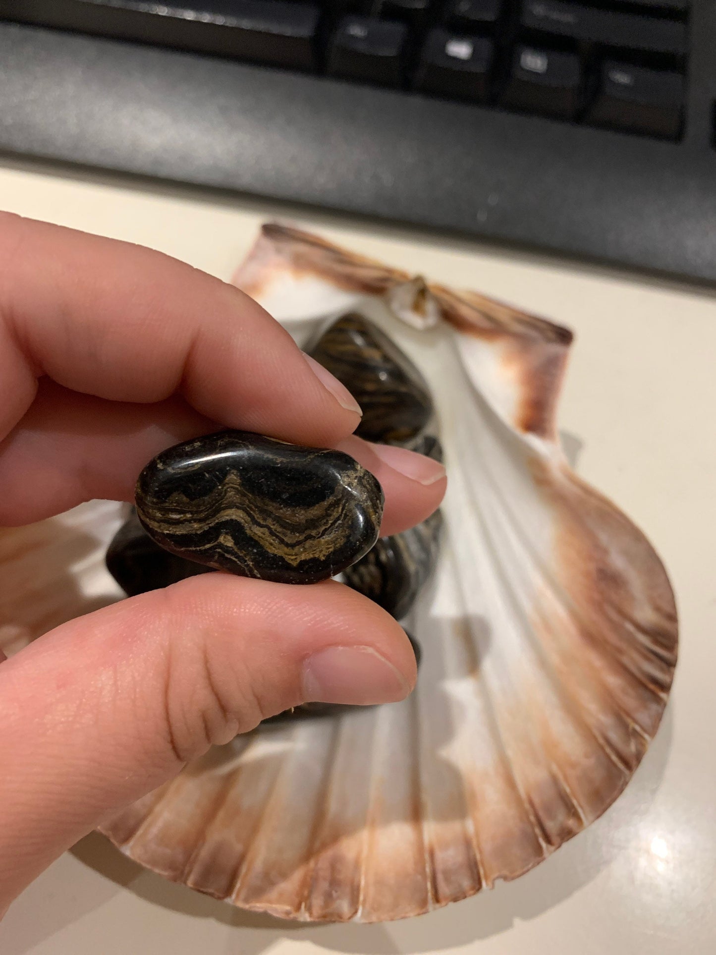 Stromatolite (Fossil)