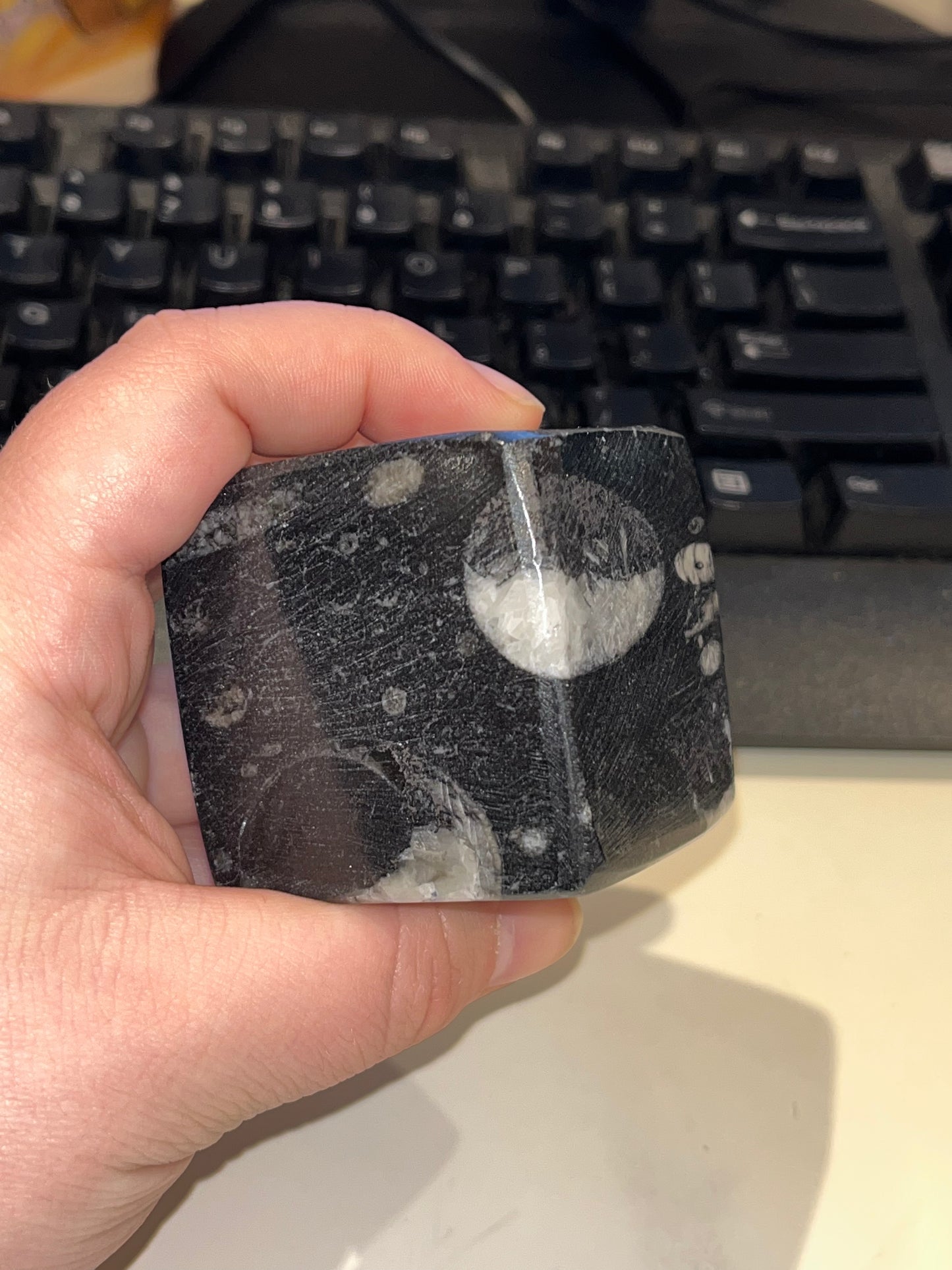 Orthoceras Cube